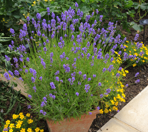 lavender plant in garden pot