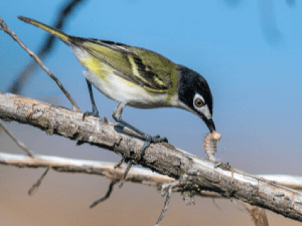 identifying-central-texas-birds-in-your-travisso-backyard-travisso-blog